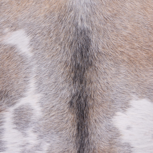 Cowhide Rug FEB25-048