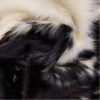 Cowhide Rug